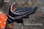 Spotted Drum (Equetus punctatus)